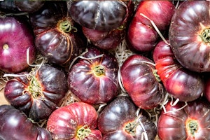 Many Cherokee Purple Tomatoes on a table with a bed of straw underneath.