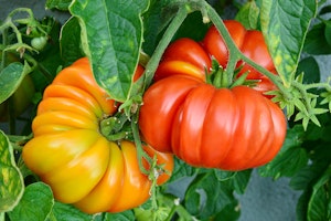 Brandywine Tomatoes growing on the vine.