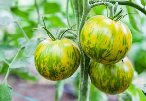 Stripped Green Zebra Tomatoes growing on the vine.