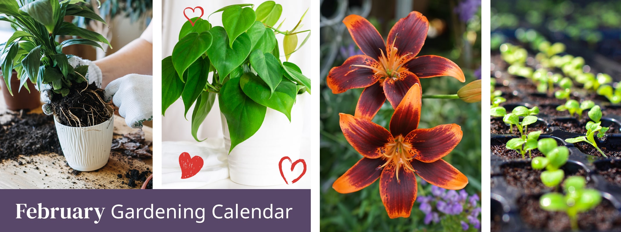 february gardening calendar potting houseplant philodendron lily and seedlings