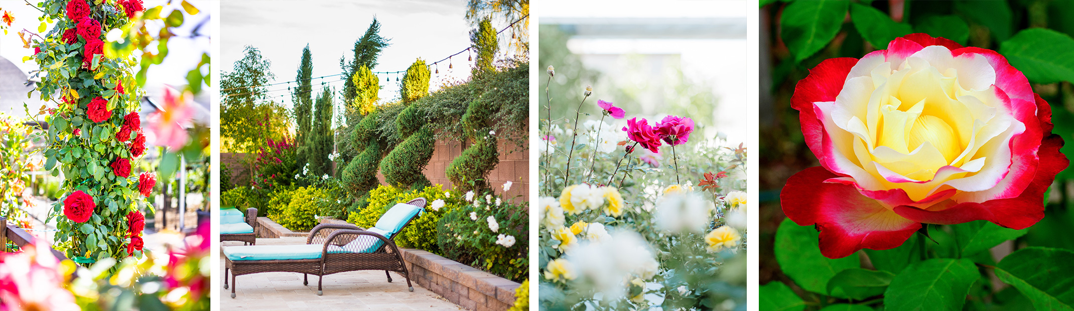 Red climbing roses; white, pink and yellow shrub roses, and a double delight rose.