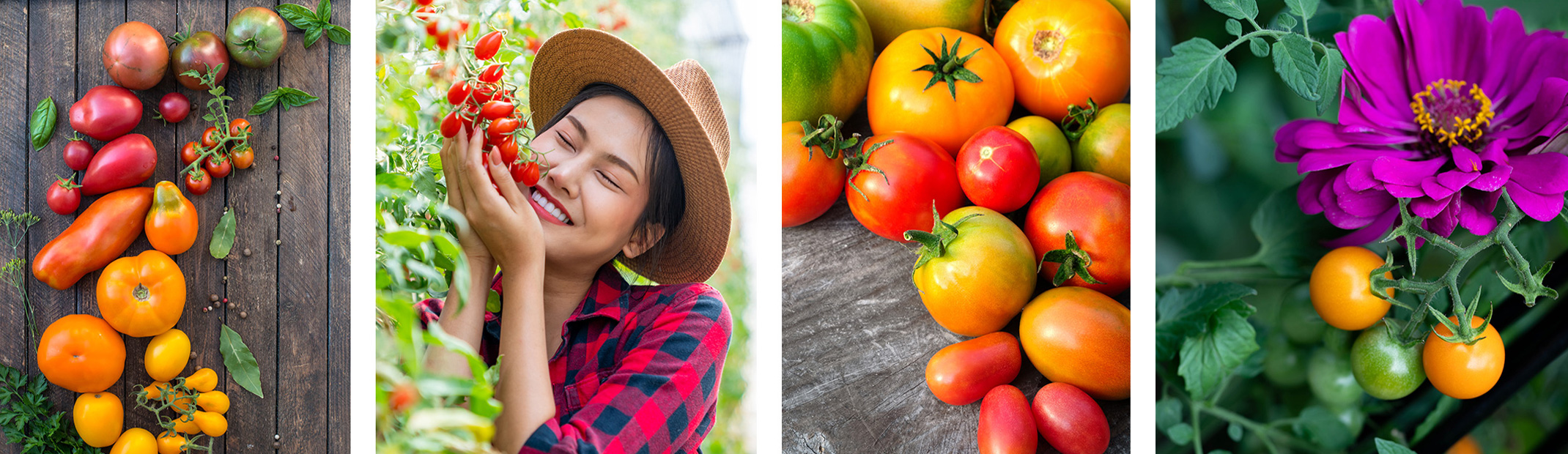 A variety of tomatoes and a woman smiling while holding tomatoes on the vine.
