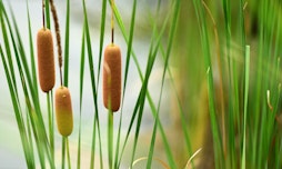 Cattails