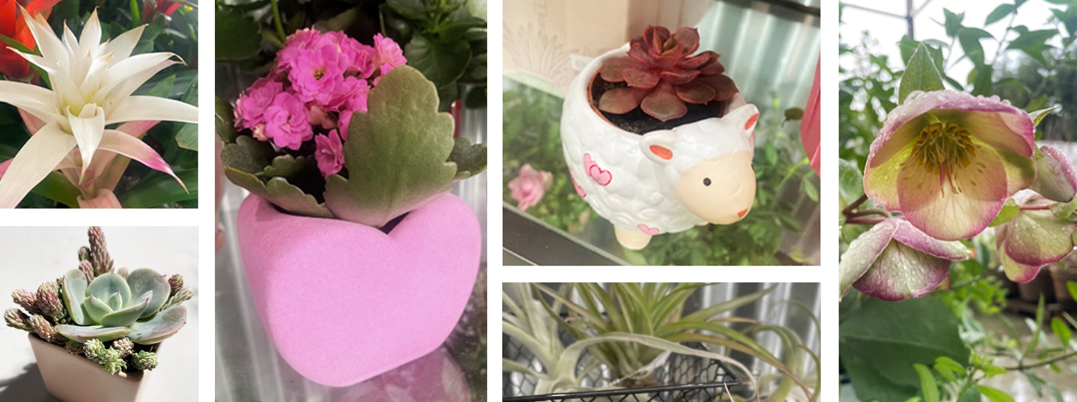 valentine gift ideas bromeliad, succulents in cute containers, hellebores, kalanchoe