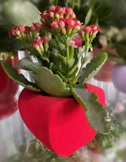 red kalanchoe in red heart planter valentines day