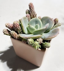 succulents in pink square container valentines day