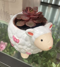 small sheep planter valentines day with single succulent