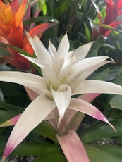 white bromeliad with pink tips with other colorful bromeliads in background