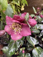 hellebores frostkiss winter angels charmer