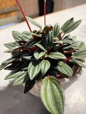 radiator plant peperomia houseplant