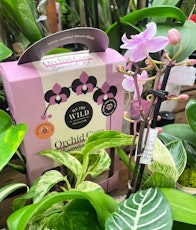 we the wild orchid care and orchid surround by housplants