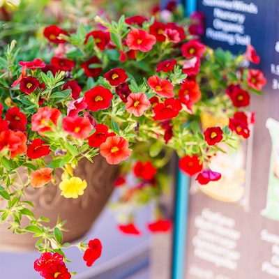 Potted flowers