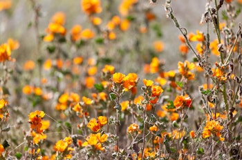 Orange blooms of the Desert Globemallow Shrub growing in the desert.