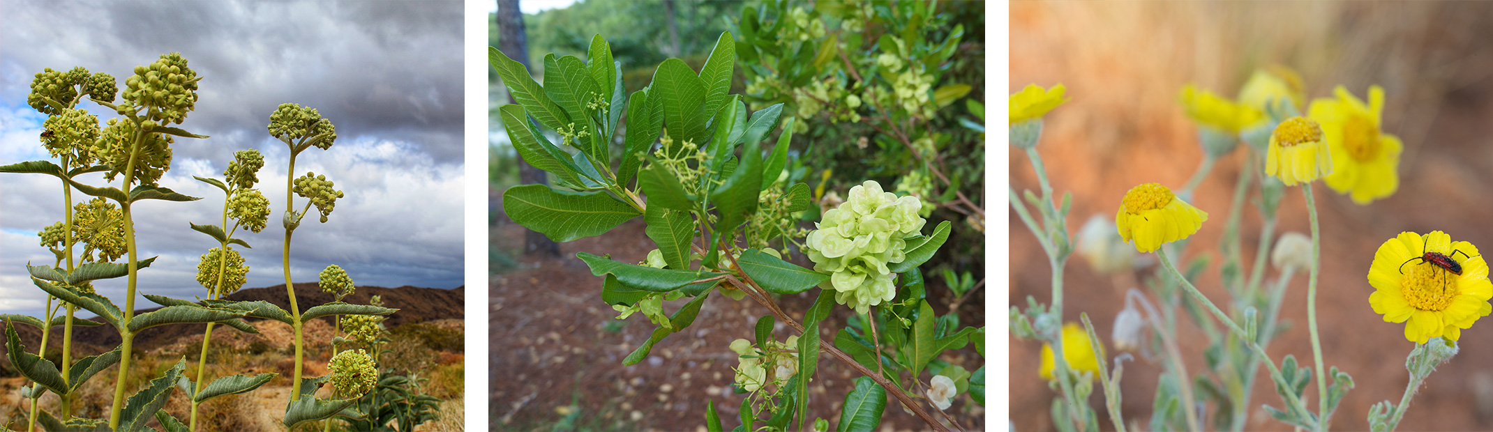 3 AZ Native Plants: Desert Milkweed, Hopseed Bush, and Desert Marigolds.