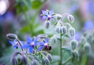 blue borage