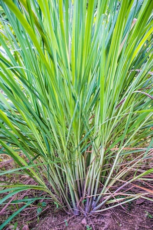 lemongrass