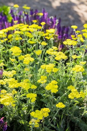 yarrow