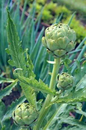 artichokes