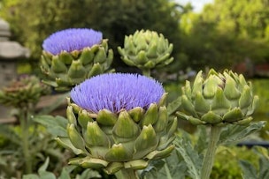 artichokes