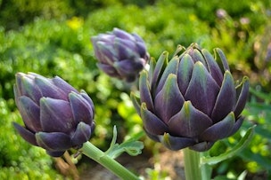 artichokes