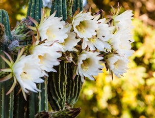 Dragon Fruit Plant