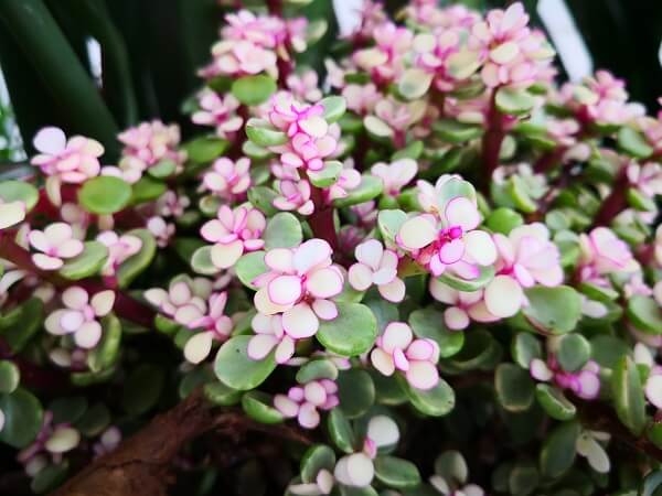 Elephant's Food Plant
