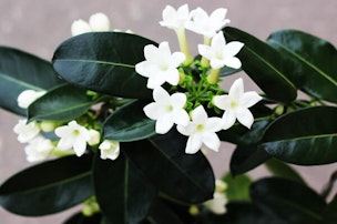 Madagascar Jasmine Plant