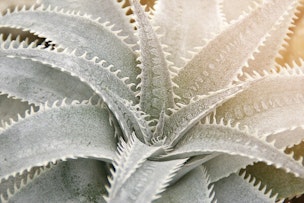 Spiky Dyckia Plant