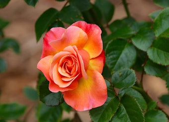 A coral, orange and yellow colorific rose growing on bush.