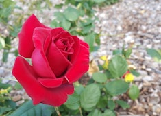 A red firefighter rose growing on a bush.