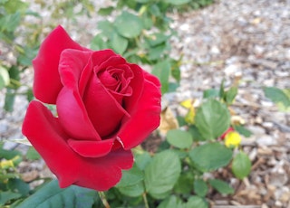 A red firefighter rose growing on a bush.