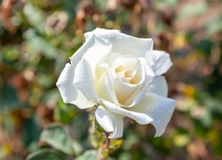 A white honor rose growing on a bush.