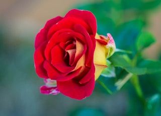 A red and yellow ketchup and mustard rose growing on a bush.