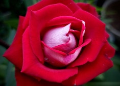 A closeup of a red and pinkish/white grandiflora love rose.