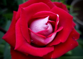 A closeup of a red and pinkish/white grandiflora love rose.