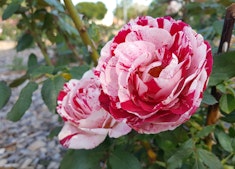 2 white and red Neil Diamond roses growing on a bush.