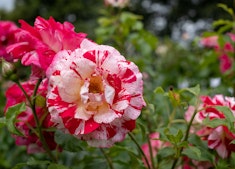 Several white and red rock and roll roses growing on a bush.