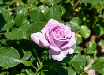 A violet's pride rose growing on a bush.