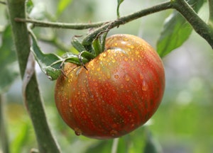 A striped chocolate tomato growing on the vine.