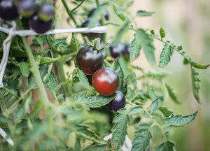 Black cherry tomatoes growing on the vine.