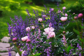 peonies mixed with salvia and other companion plants