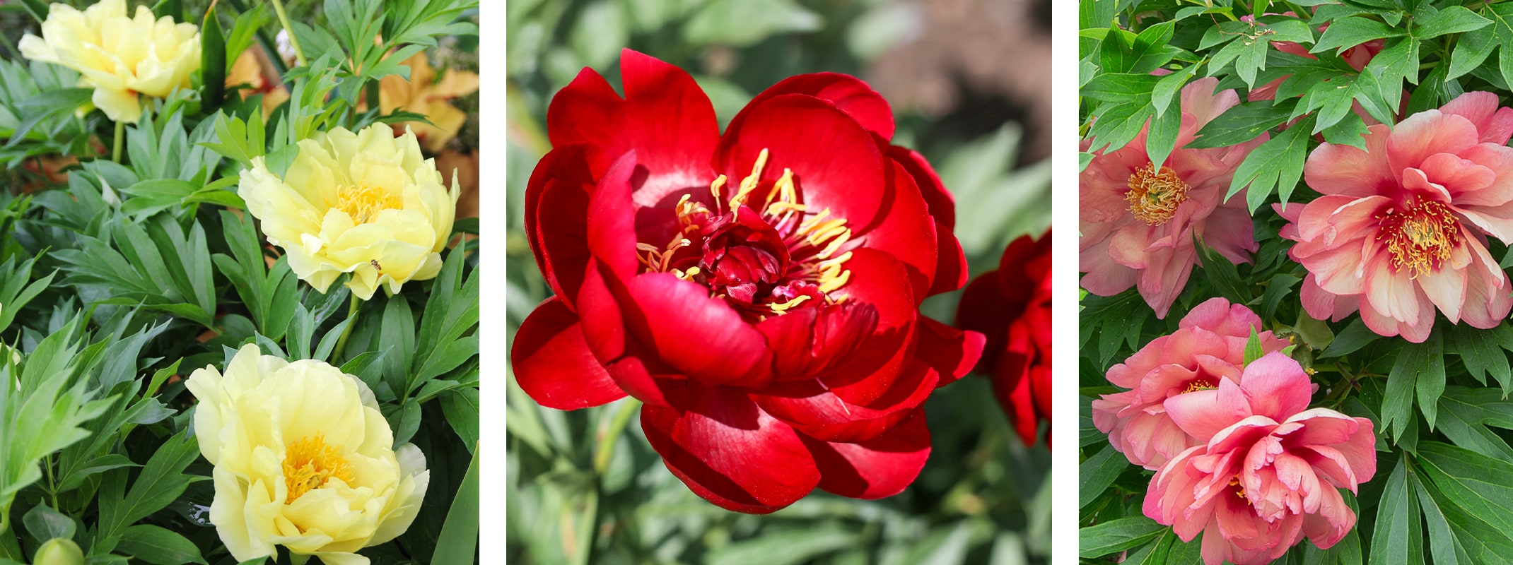 peonies yellow, red and peachy pink