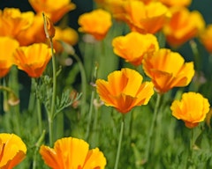 california poppies