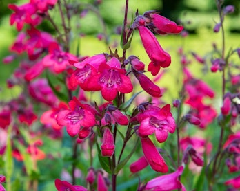 red penstemon