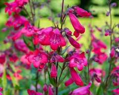 red penstemon