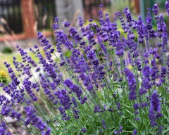 lavender plant