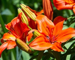 daylily perennial plant