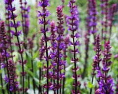 salvia perennial