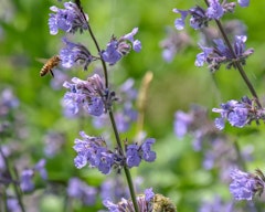 catmint with bee perennial