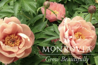 peachy pink oompa loompa itoh peony garden candy monrovia grow beautifully